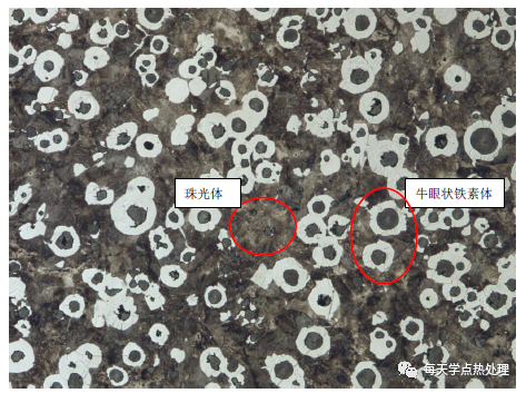 球墨鑄鐵 基體組織 100×